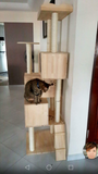 Solid Wood 1.8m Extreme Tall Cat Tree Cat Condos Singapore with multiple house