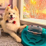 dog feeding bowl