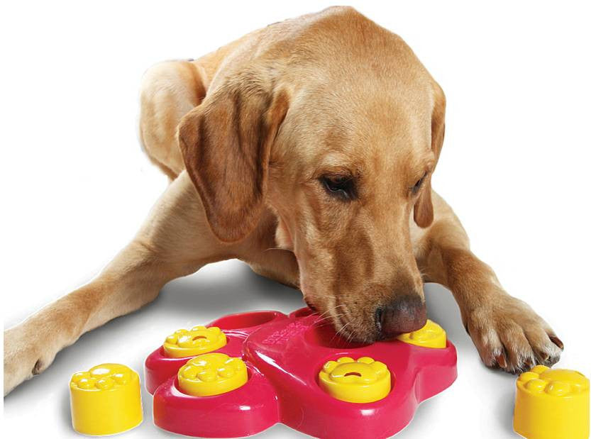 Pets Activity Toys Treat Puzzle Games For Dogs IQ Game Kyjen Paw Hide