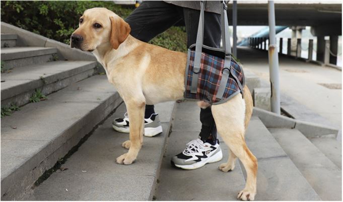 Support harness for dogs with walking difficulties in the back end. Can support dogs walking, climbing stairs, getting on the bus Singapore
